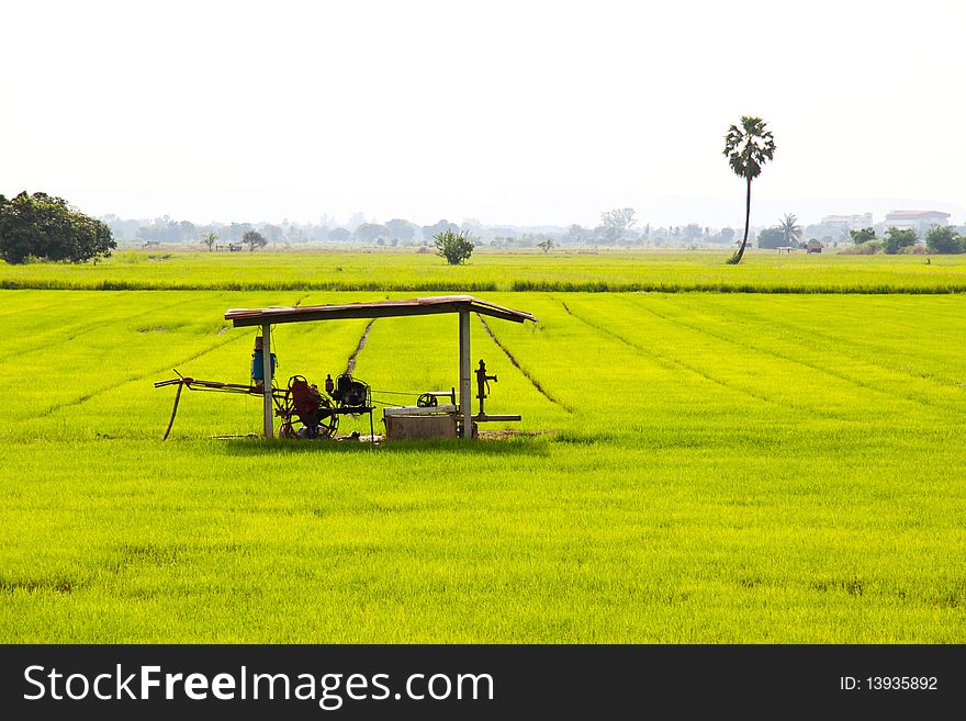 Cornfield and Water pump , field rice vista sideway, Lower North of Thailand.