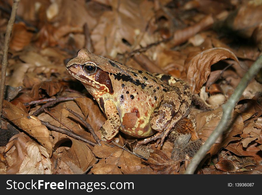 Very well camouflaged toad in a Swiss forest