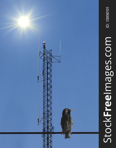 Blackbird in the foreground with communications tower and sun in the background. Blackbird in the foreground with communications tower and sun in the background.