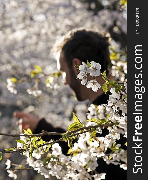 A young man stops to examine the cherry blossoms while on a nature walk.