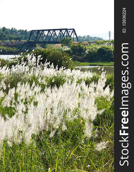 Vista flowers grass and Bridge railway