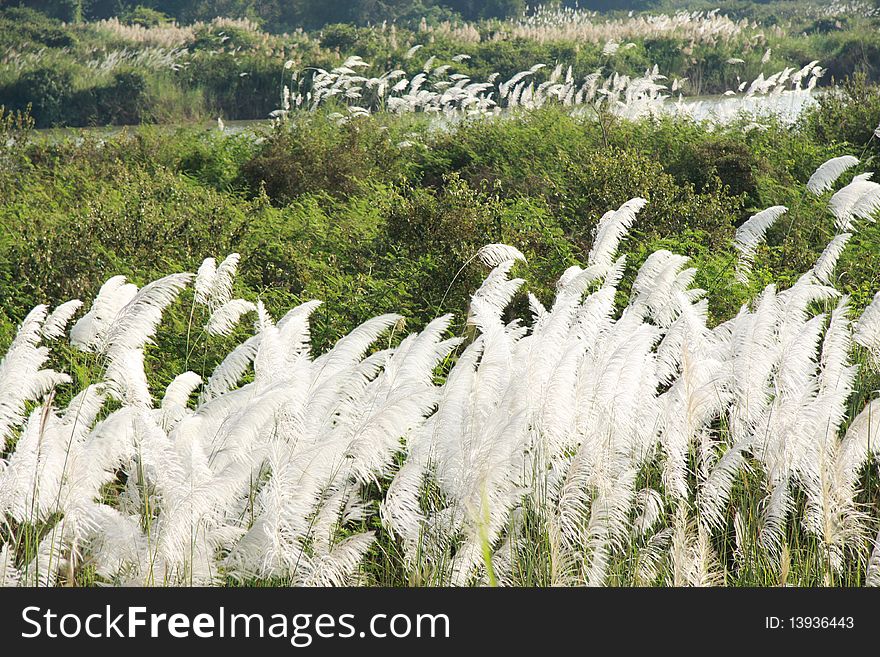 Flowwer Grass,vista beauty.side seeing of Road , Central of Thailand.