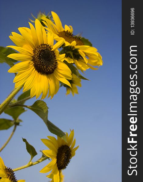 Photo of sunflowers in the late afternoon. Photo of sunflowers in the late afternoon.