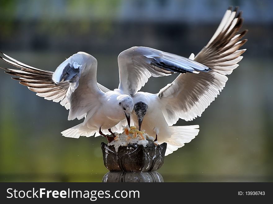 Seagull fight for food beside lake.