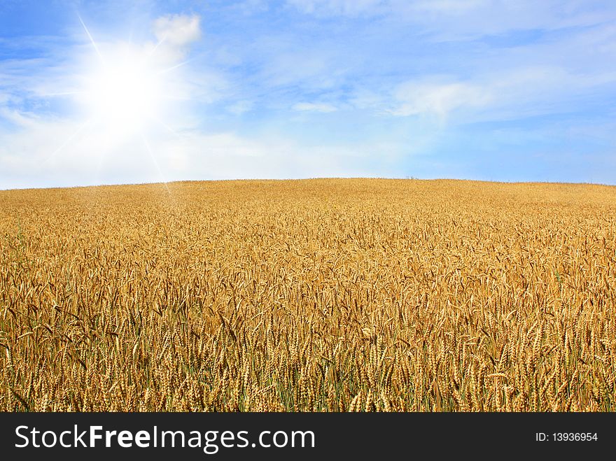 Beautiful summer landscape of wheat field