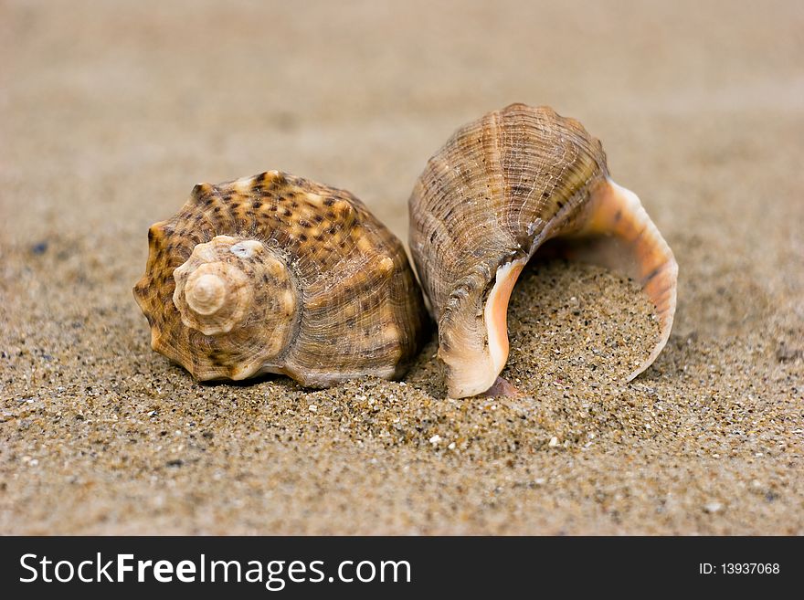 Two cockshells on a sandy coast