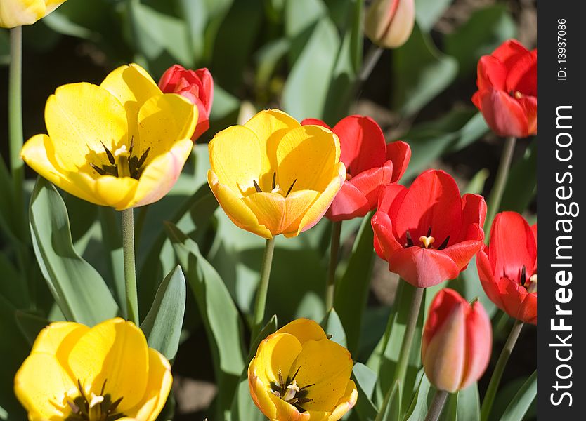 Yellow and red tulips growing togather. Yellow and red tulips growing togather