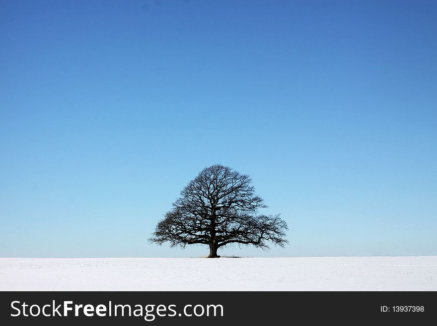 Old black oak tree on a white snowy plain. Old black oak tree on a white snowy plain