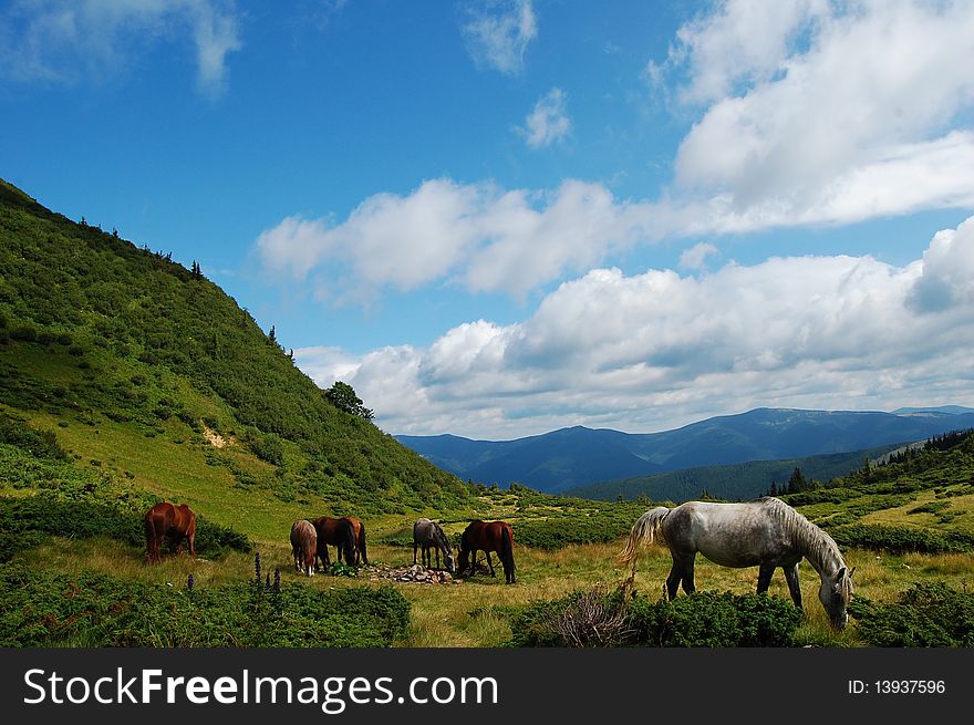 A pasture of young horse is in mountains