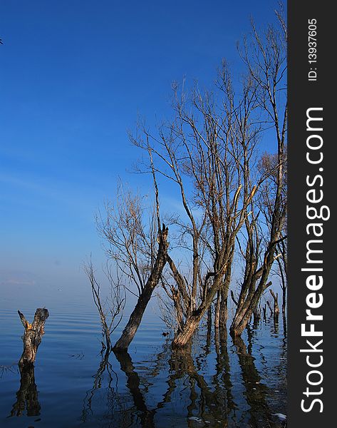 Some tree without leaves standing in the lake. Some tree without leaves standing in the lake