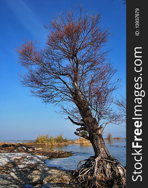 A longly tree standing beside erhai lake in the winter.