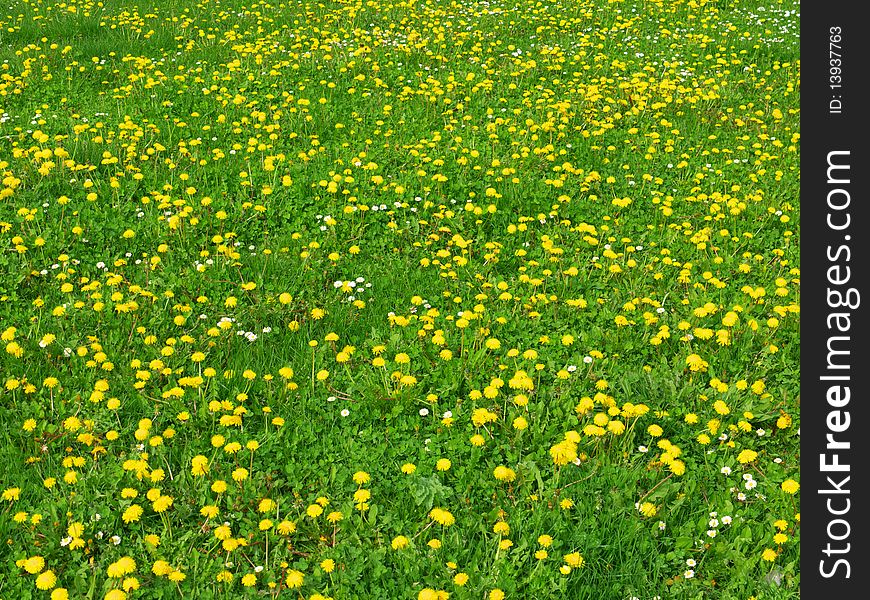 Spring meadow with green grass, yelloy dandelions and white daisies