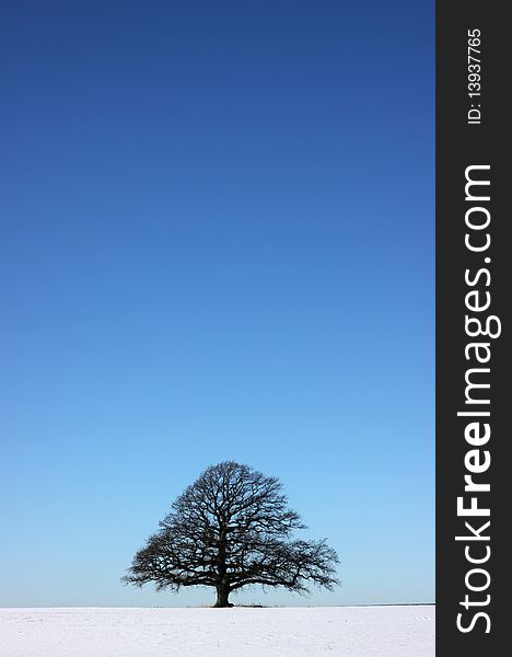 A single oak on a snowy plain. A single oak on a snowy plain