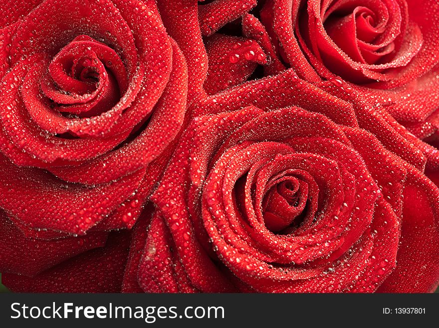 Beautiful red roses with water droplets