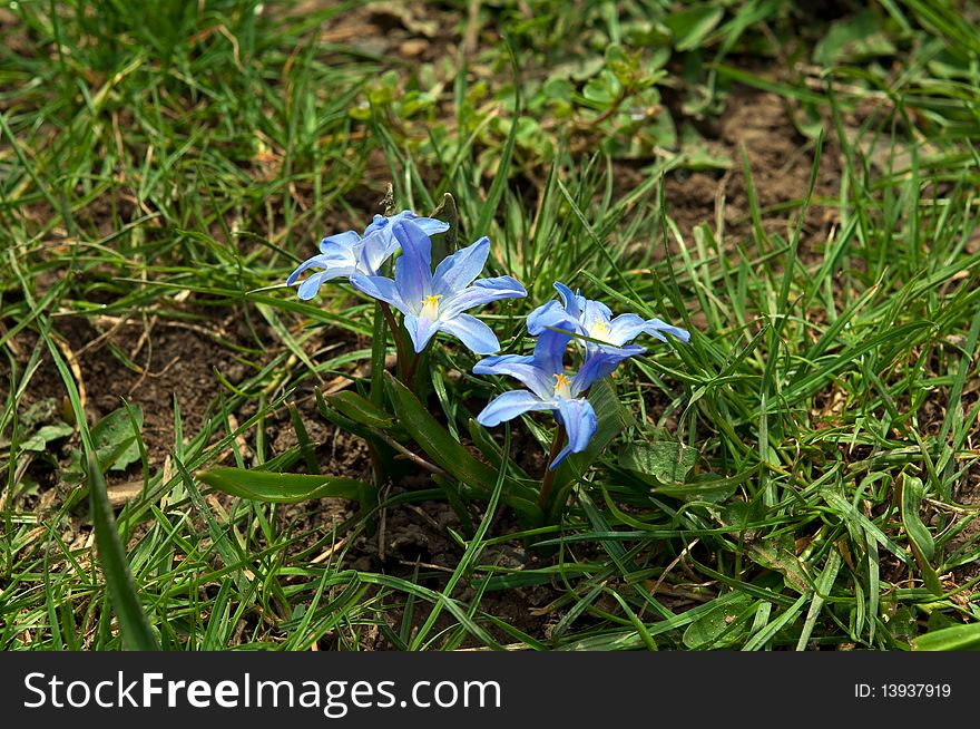 Blue spring flowers on green grass