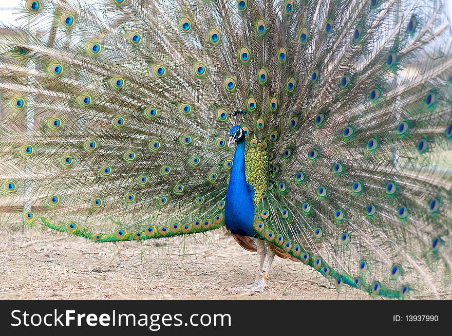 Beautiful spread of a peacock. Beautiful spread of a peacock.