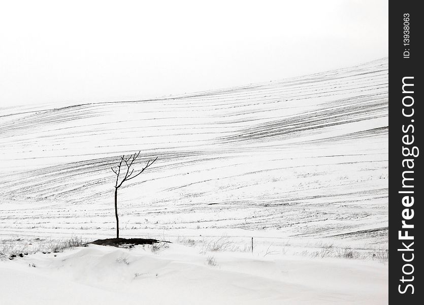 Lonely tiny tree in snow. Lonely tiny tree in snow