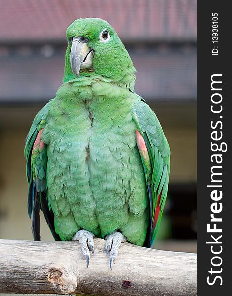 Close-up portrait of green parrot