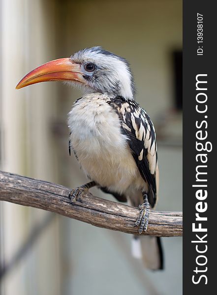 Portrait of a rare bird Bucerotidae.