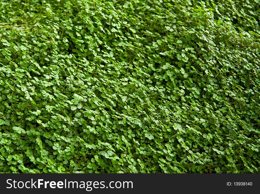 Field of fresh green grass