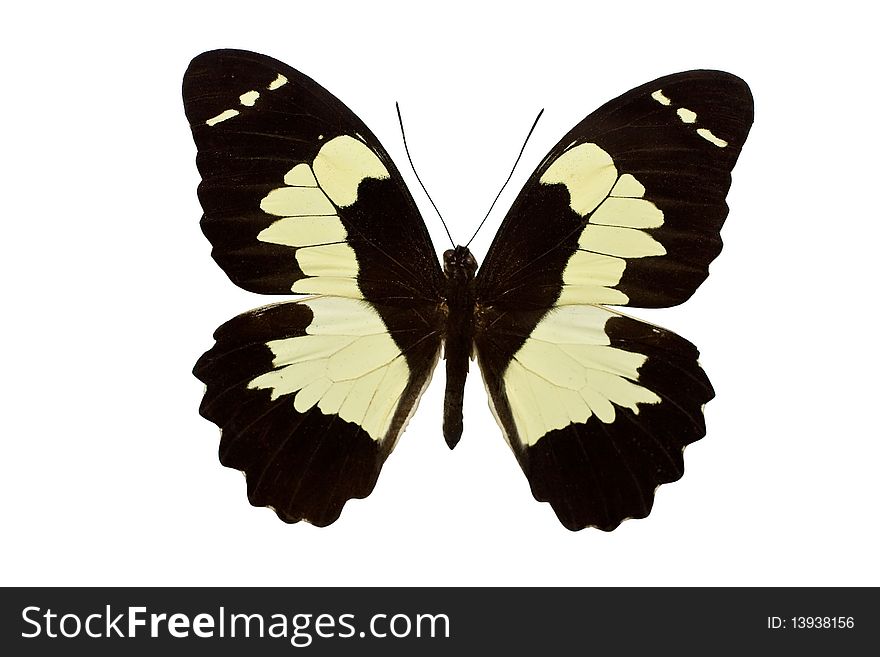 Papilio euchenor is a nice butterfly from Australia
