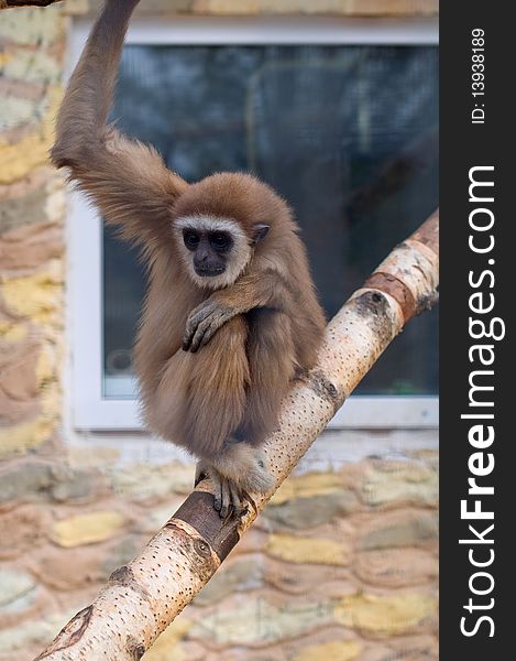 Gibbon Monkey