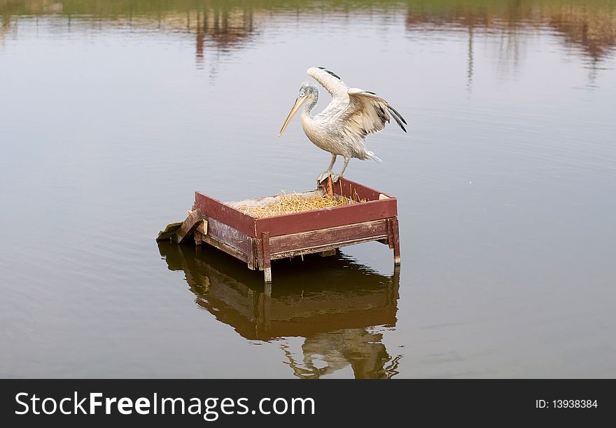 One beautiful pelican on a lake