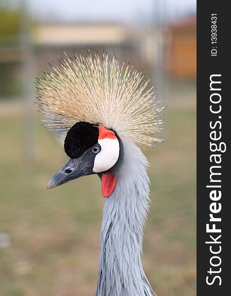 Close-up beautiful crowned crane portrait