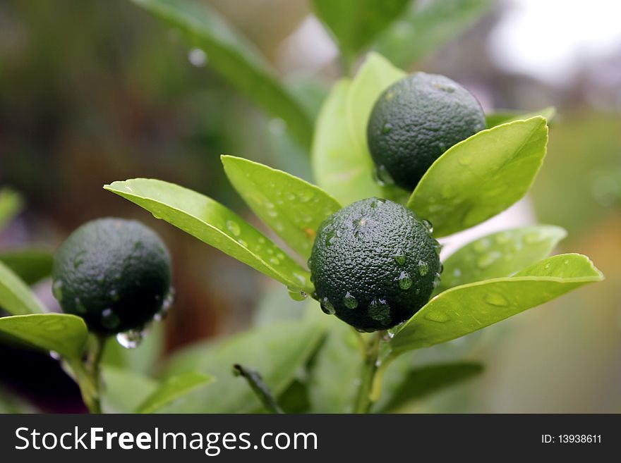 Fresh lime fruit with lime tree