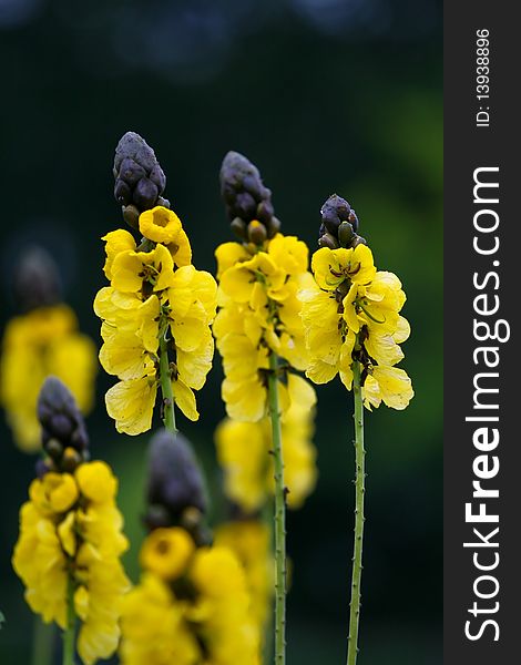 Beautiful yellow snap dragon flowers