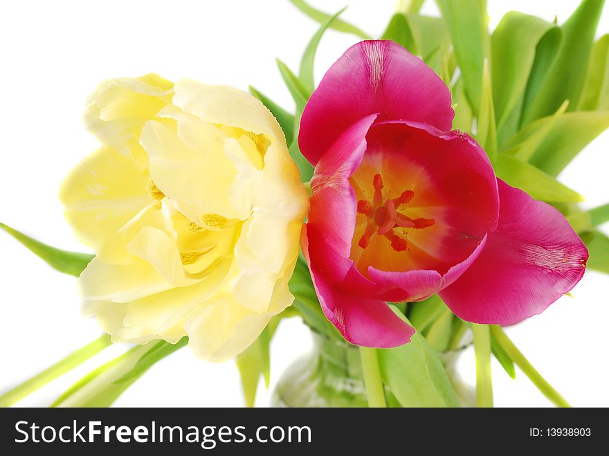 Two tulips yellow and purple closeup isolated on white background, Spring flowers image. Two tulips yellow and purple closeup isolated on white background, Spring flowers image.