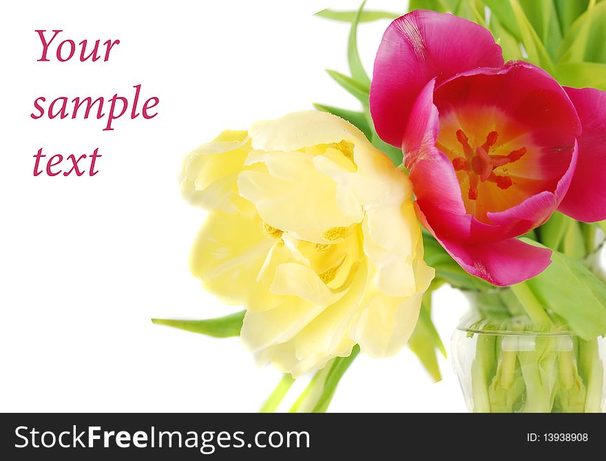 Two tulips yellow and purple closeup isolated on white background, Spring flowers image. Two tulips yellow and purple closeup isolated on white background, Spring flowers image.