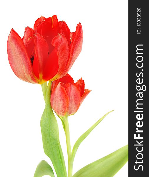 Two red tulips closeup isolated on white background, Spring flowers image. Two red tulips closeup isolated on white background, Spring flowers image.