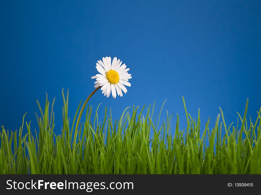 Chamomile on blue background, green grass. Chamomile on blue background, green grass