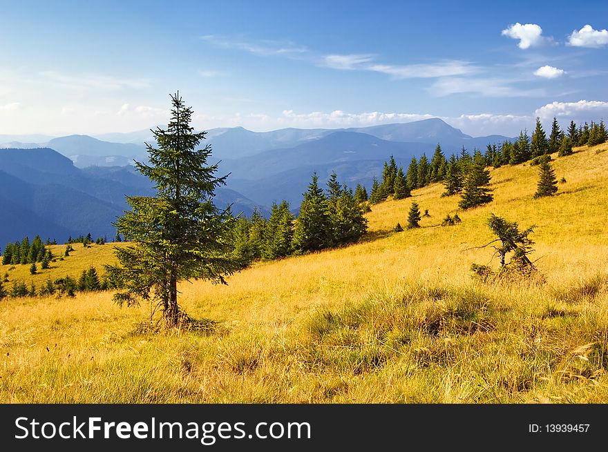 Summer landscape in mountains. A mountain valley with pines and the blue sky. Summer landscape in mountains. A mountain valley with pines and the blue sky