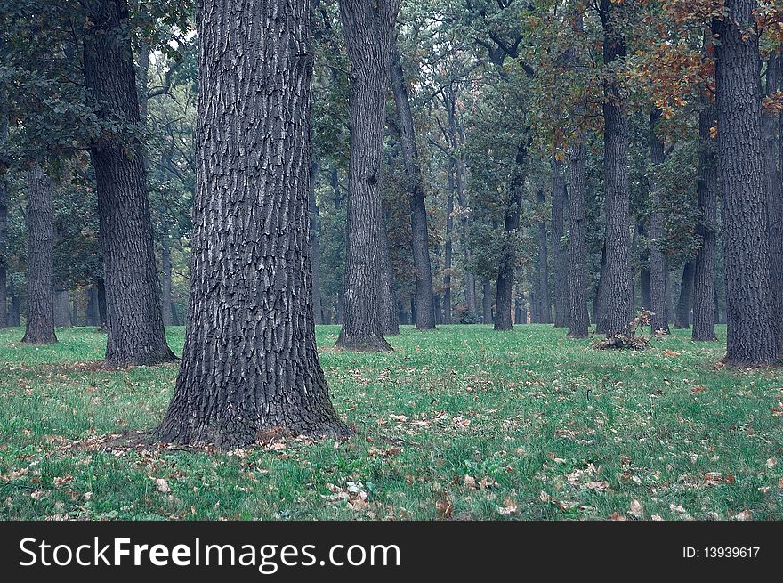 Wood with oak trees in rainy weather. Wood with oak trees in rainy weather