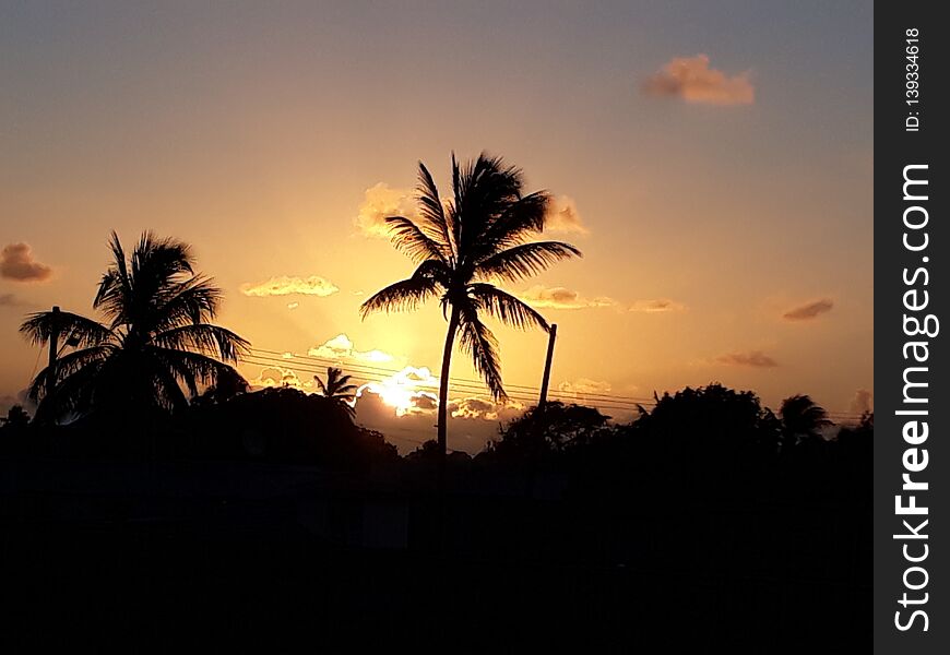 A lone palm in the morning rays in Barbados. A lone palm in the morning rays in Barbados