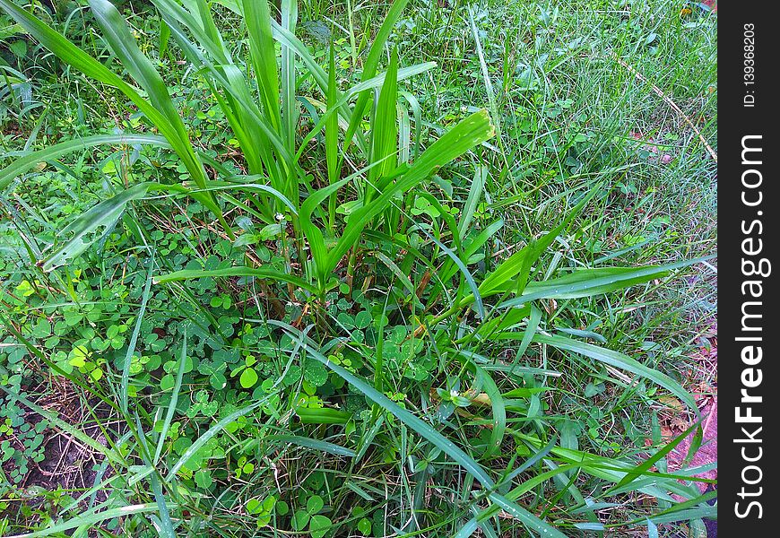 Nature.Green grass produce oxygen for human life