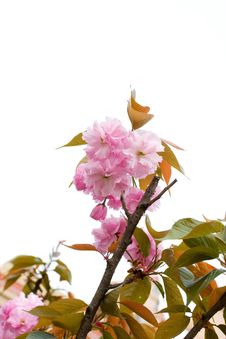 Cherry Blossoms Stock Photography Cherry Blossoms Stock Photography