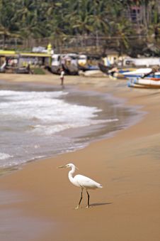 Egret By The Ocean Royalty Free Stock Image Egret By The Ocean Royalty Free Stock Image