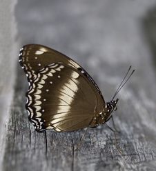 Butterfly Hypolimnas Bolina Common Eggfly Female Stock Photo Butterfly Hypolimnas Bolina Common Eggfly Female Stock Photo
