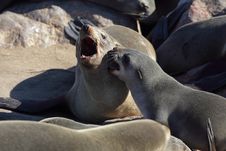 South African Fur Seals Having An Argument Royalty Free Stock Photography South African Fur Seals Having An Argument Royalty Free Stock Photography