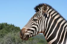 Zebra Portrait Royalty Free Stock Image Zebra Portrait Royalty Free Stock Image