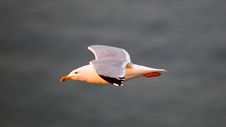 A Flying Sea Gull Royalty Free Stock Photo