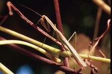 Praying Mantis Royalty Free Stock Image Praying Mantis Royalty Free Stock Image