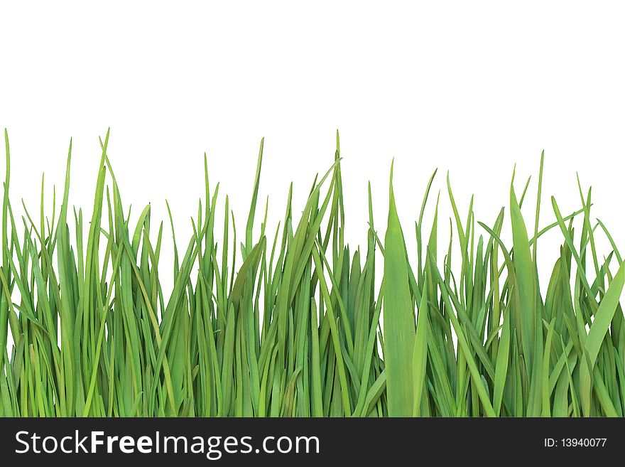 Closeup of green grass isolated on white background with clipping path