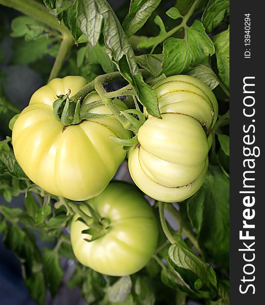 Three juicy beefsteak tomatoes maturing on the vine