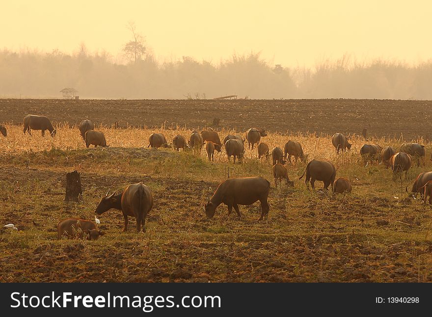 A group of buffalo in uthai thailand