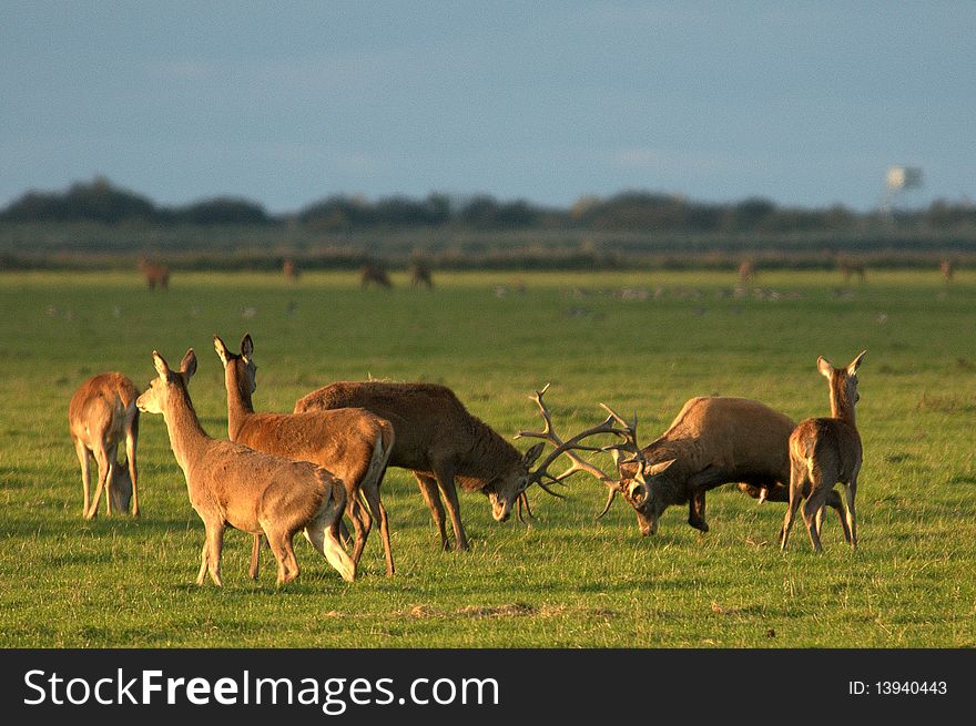 Group of Red Deer with two fighting male during rutting season. Group of Red Deer with two fighting male during rutting season.