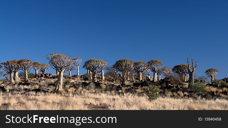 Quivertree Forest near Keetmanshoop against blue sky, Namibia. Quivertree Forest near Keetmanshoop against blue sky, Namibia.